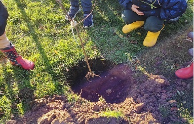 Giornata nazionale degli Alberi: nuovo appuntamento domenica 30 novembre