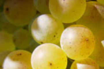 Il saslat come uva da taglio era utilizzato anche per creare la "sciampagna ozzanese" del marchese Victoir Granperrin